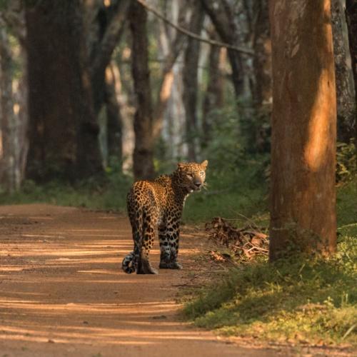 Wilpattu National Park, luipaard