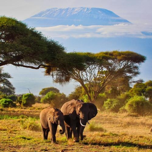 Amboseli, olifanten