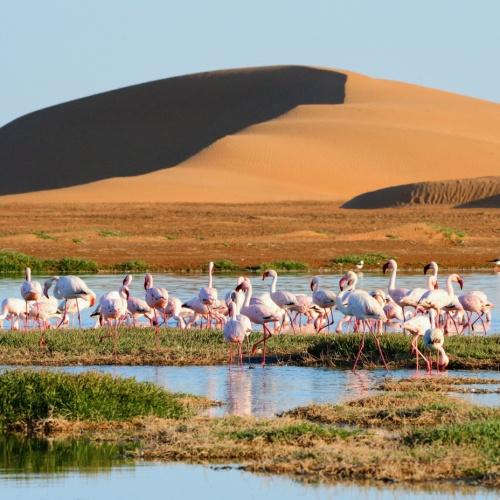 Flamingo's bij Walvisbaai