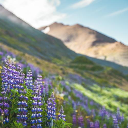 Paarse lupinebloemen in de omgeving van Siglufjörður