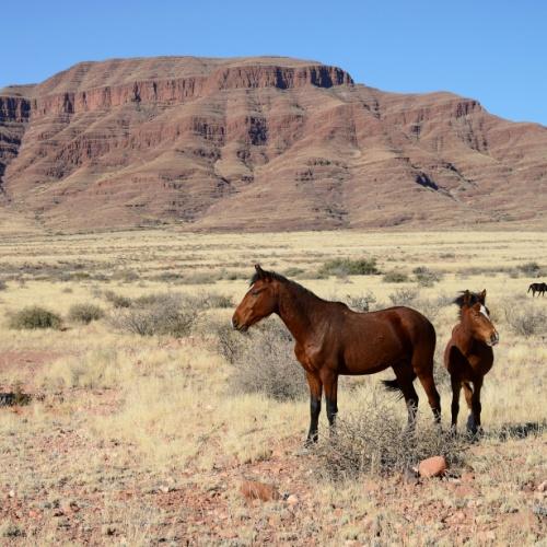 Wilde paarden in Gondwana Sperrgebiet Rand Park