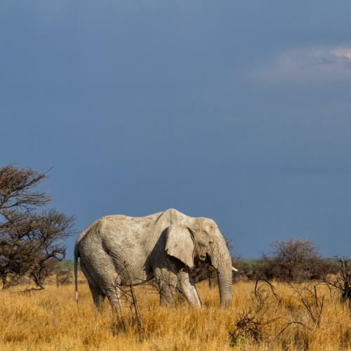 Een olifant in Etosha Nationaal Park