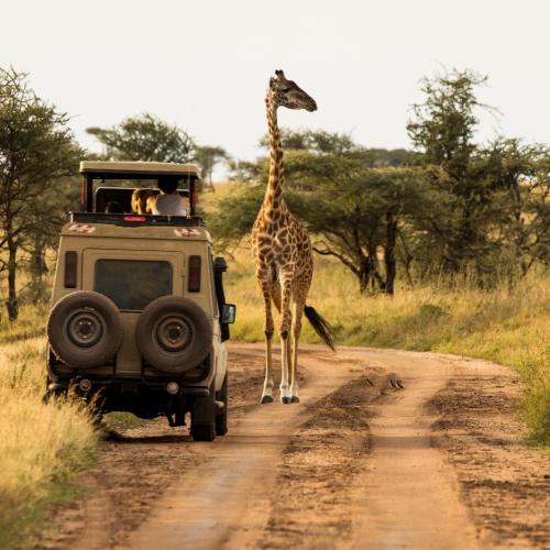 Safari in Serengeti