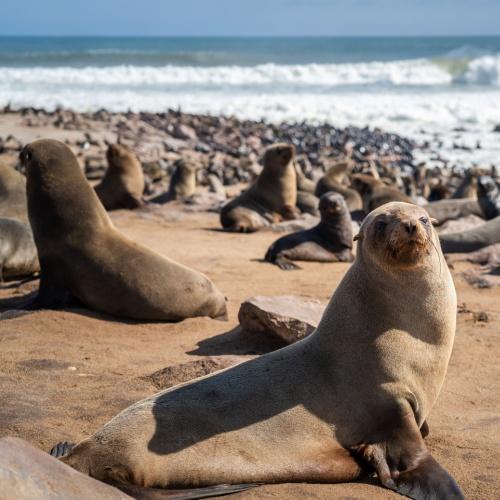 Zeeleeuwen bij Swakopmund