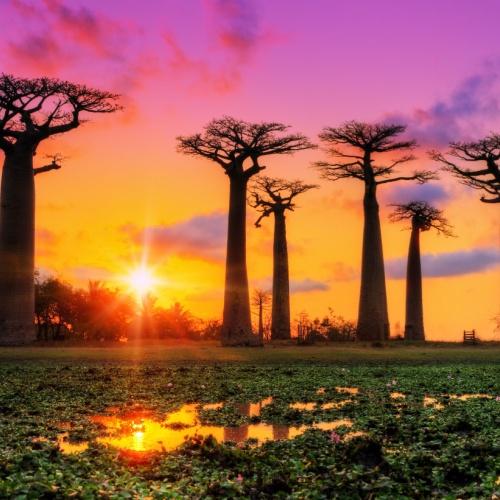 Baobab bomen in Morondava