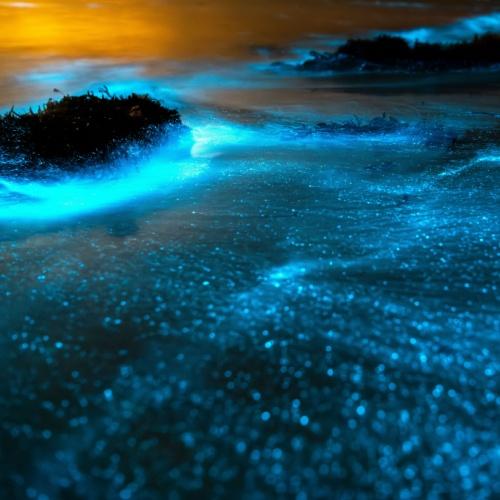 Bioluminescentie (zeevonk)-tour op Holbox