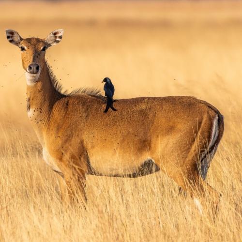 Een Nilgai (antilope)