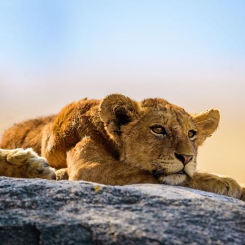 Serengeti, leeuw