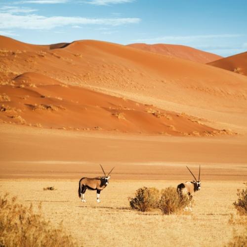 Oryx in het Namib Naukluft Nationaal Park