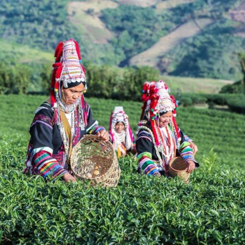 Vrouwen plukken thee in de theevelden bij Chiang Rai