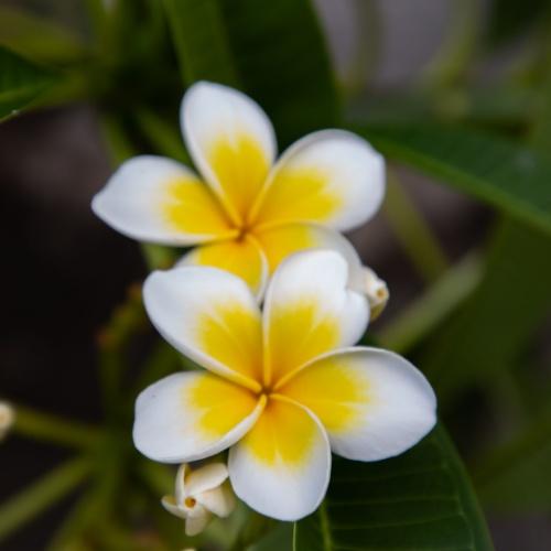 Plumeria, bloem van Bali