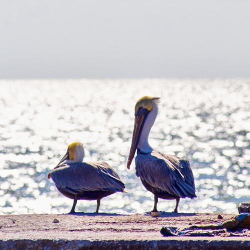 Isla Aguada