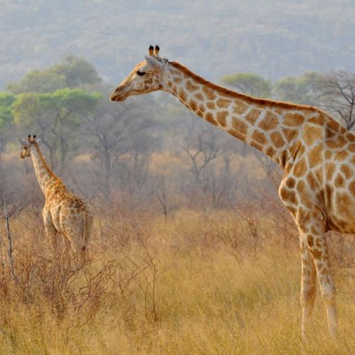 Giraffen bij het Waterberg Plateau