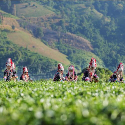 Chiang Rai, Chui Fong theeplantage 