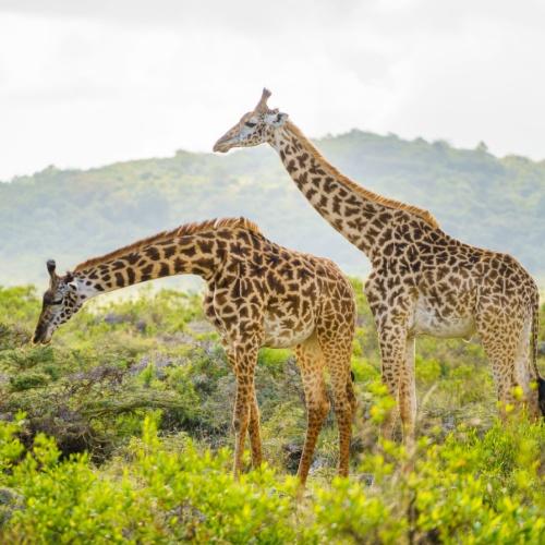 Arusha, giraffen