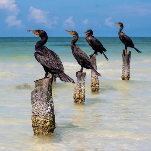 Aalscholvers in Holbox