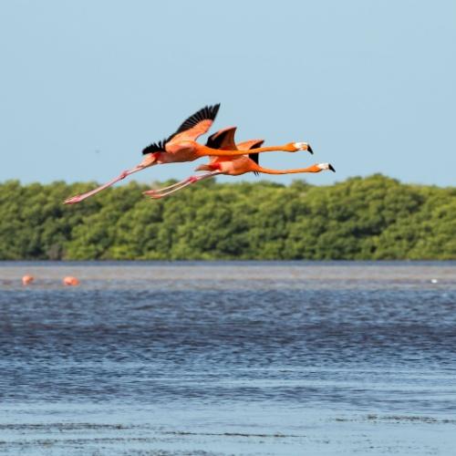 Flamingo's in Celestún