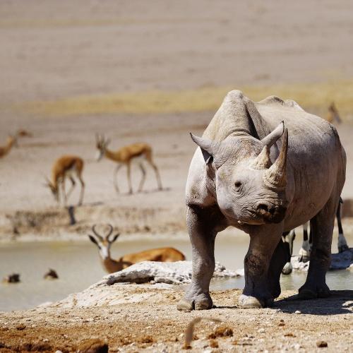 Een neushoorn in Etosha Nationaal Park