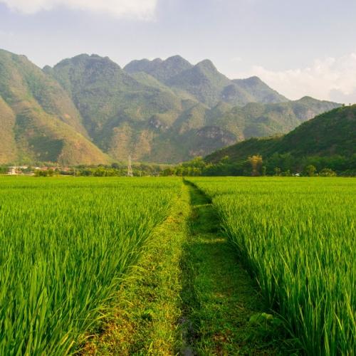 Mai Chau