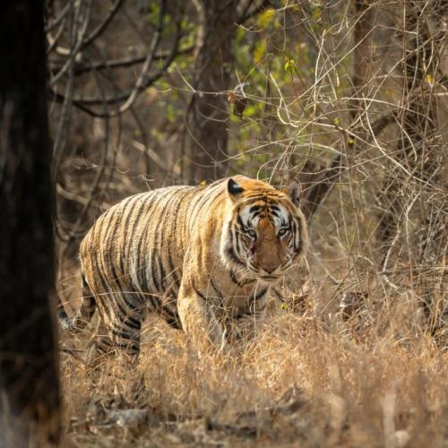 Tijger in het Panna National Park