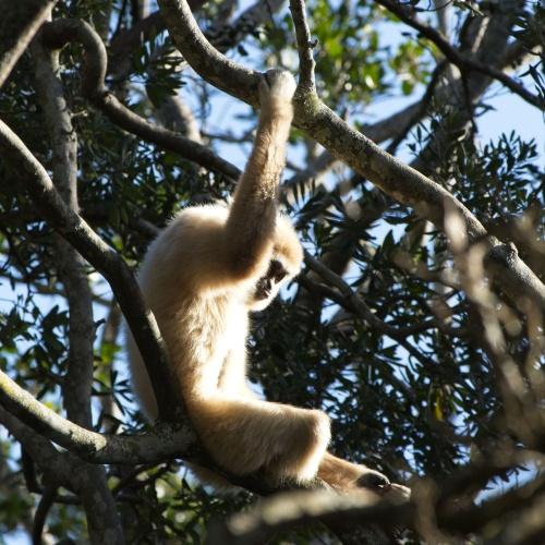 Een gibbon in Khao Sok