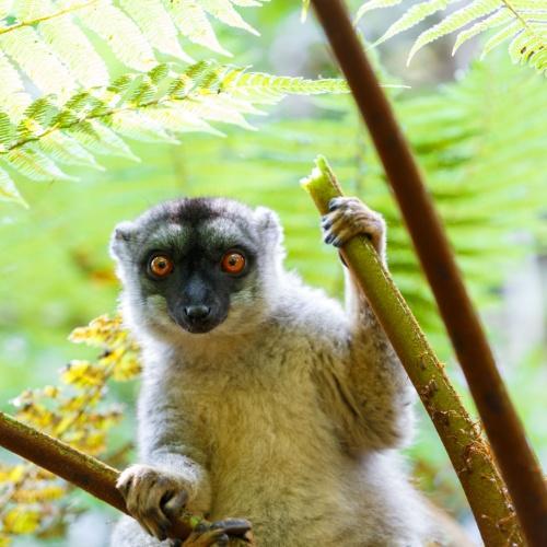 Indri-indri lemuur in Andasibe Nationaal Park