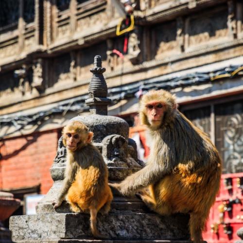 Apen bij de Swayambhunath-tempel