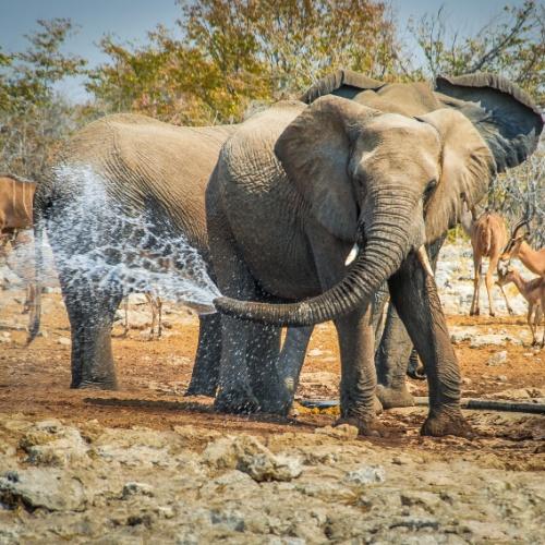 Olifant in Etosha