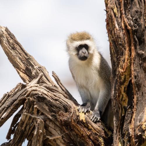 Lake Naivasha, aap