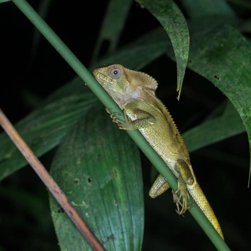 Nachtwandeling in Manuel Antonio