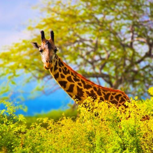 Tsavo West, Giraffe