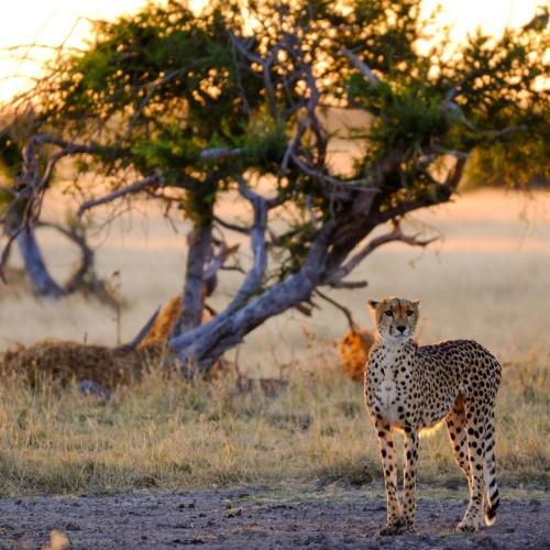 Cheeta in Serengeti