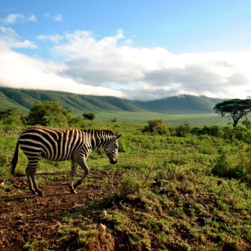 Ngorongoro, zebra