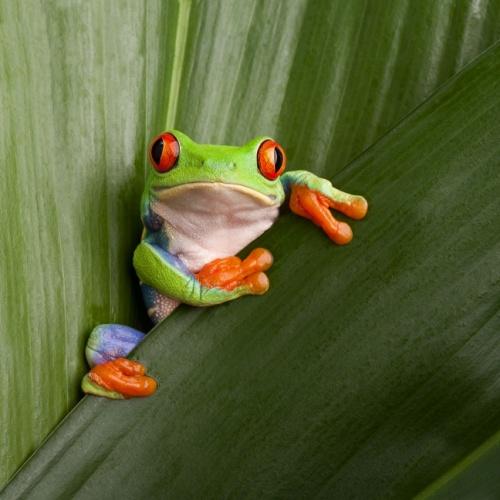 Een red eyed tree frog