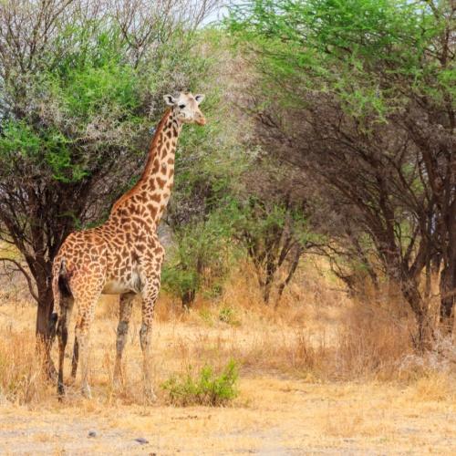 Tarangire, giraffe