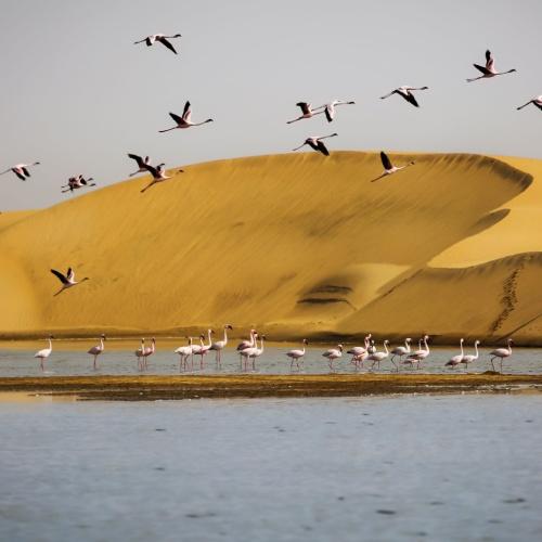 Flamingo's bij Walvisbaai