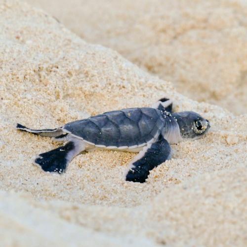 Zeeschildpadden in Miamby Fano