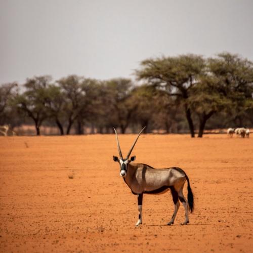 Een oryx in de Kalahariwoestijn