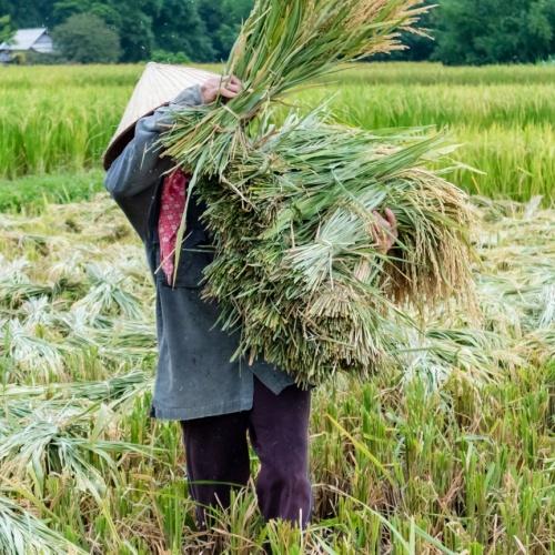 Mai Chau vrouw in rijstveld