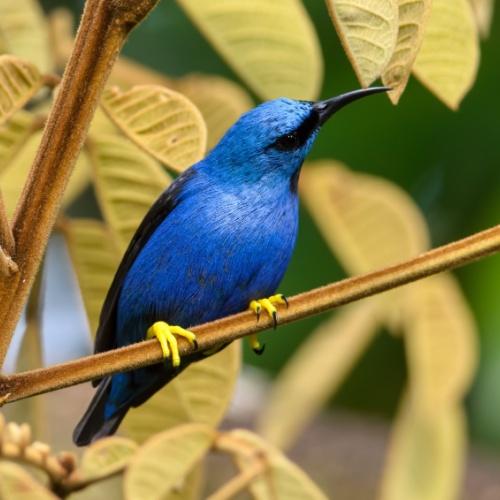 Prachtig gekleurde vogel in Puerto Viejo de Sarapiqui