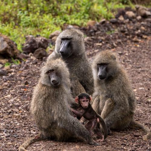 Apen in Ngorongoro