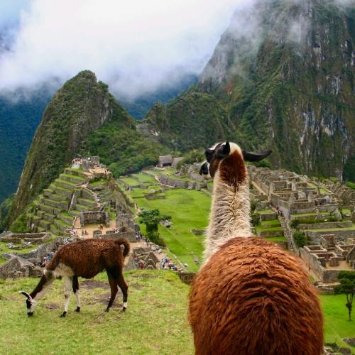 Lama's bij Machu Picchu