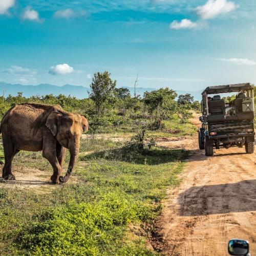 Safari Sri Lanka