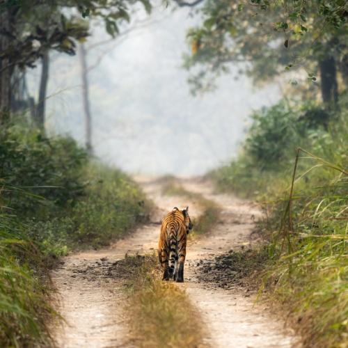 Chitwan Nationaal Park, tijger