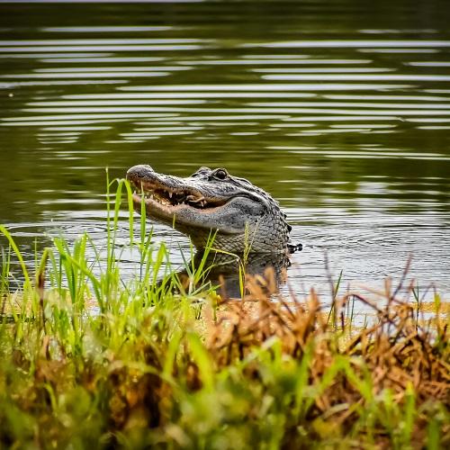 Alligator in Mississippi River