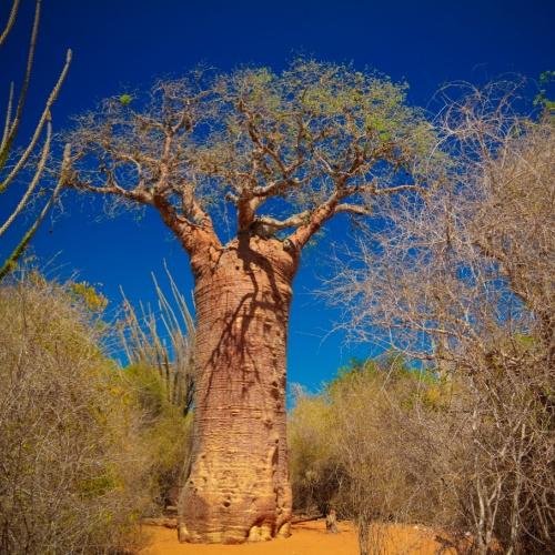 Baobab in het Reniala Reserve