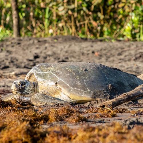 Groene Zeeschildpad