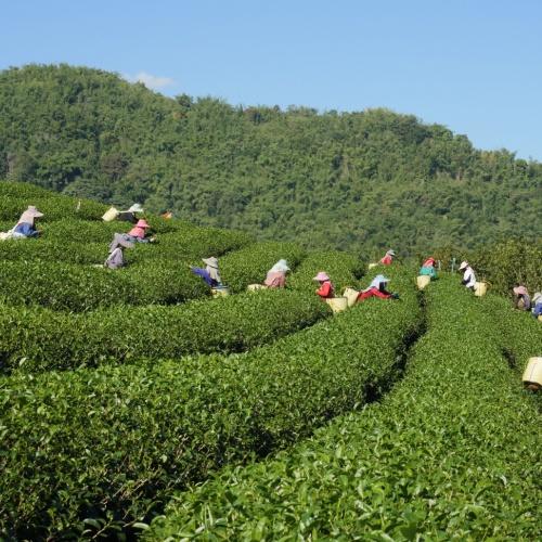 Doi Mae Salong, theeplantage