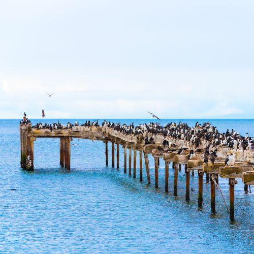 Aalscholvers op pier Punta Arenas