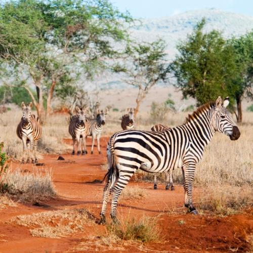 Zebra's in Taita Hills